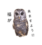 フクロウ桑名弁（個別スタンプ：6）