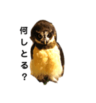フクロウ桑名弁（個別スタンプ：10）