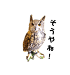 フクロウ桑名弁（個別スタンプ：11）