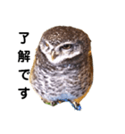 フクロウ桑名弁（個別スタンプ：12）