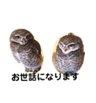 フクロウ桑名弁（個別スタンプ：13）