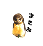 フクロウ桑名弁（個別スタンプ：16）