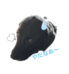 黒ラブソレイユ（個別スタンプ：4）