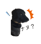 黒ラブソレイユ（個別スタンプ：5）