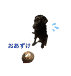 黒ラブソレイユ（個別スタンプ：7）