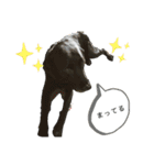 黒ラブソレイユ（個別スタンプ：8）