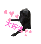 黒ラブソレイユ（個別スタンプ：11）
