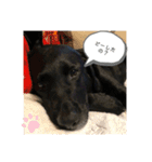 黒ラブソレイユ（個別スタンプ：14）