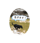 黒ラブソレイユ（個別スタンプ：15）