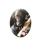 黒ラブソレイユ（個別スタンプ：18）
