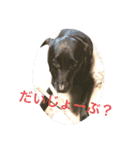 黒ラブソレイユ（個別スタンプ：19）