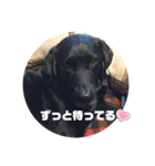 黒ラブソレイユ（個別スタンプ：25）