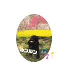 黒ラブソレイユ（個別スタンプ：27）