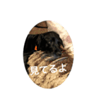 黒ラブソレイユ（個別スタンプ：32）