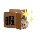 うちの琥珀さん。（個別スタンプ：6）