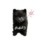 こむぎの挨拶スタンプ①（個別スタンプ：1）
