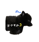 こむぎの挨拶スタンプ①（個別スタンプ：3）