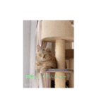 めめちゃんとお友達スタンプ（個別スタンプ：8）