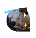 ブサカワ柴犬きなこ②（個別スタンプ：2）