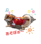 ブサカワ柴犬きなこ②（個別スタンプ：3）