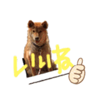 ブサカワ柴犬きなこ②（個別スタンプ：4）