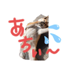 ブサカワ柴犬きなこ②（個別スタンプ：5）