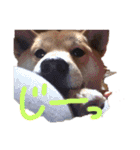 ブサカワ柴犬きなこ②（個別スタンプ：8）