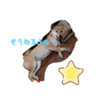 ブサカワ柴犬きなこ②（個別スタンプ：11）