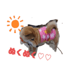 ブサカワ柴犬きなこ②（個別スタンプ：12）