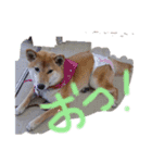 ブサカワ柴犬きなこ②（個別スタンプ：13）