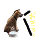 ブサカワ柴犬きなこ②（個別スタンプ：14）