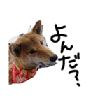 ブサカワ柴犬きなこ②（個別スタンプ：15）