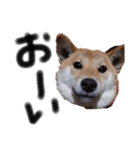 ブサカワ柴犬きなこ②（個別スタンプ：16）