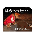 ブサカワ柴犬きなこ②（個別スタンプ：18）