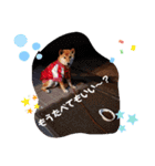 ブサカワ柴犬きなこ②（個別スタンプ：19）