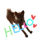 ブサカワ柴犬きなこ②（個別スタンプ：20）