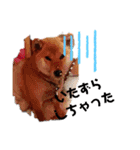 ブサカワ柴犬きなこ②（個別スタンプ：21）