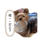 おおにしけのワンコ（個別スタンプ：7）