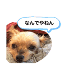 おおにしけのワンコ（個別スタンプ：9）