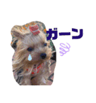 おおにしけのワンコ（個別スタンプ：12）