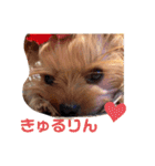 おおにしけのワンコ（個別スタンプ：17）