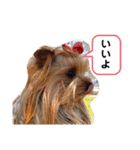 おおにしけのワンコ（個別スタンプ：22）