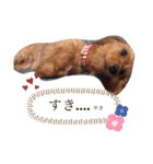おおにしけのワンコ（個別スタンプ：23）