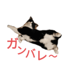 ふうきん②（個別スタンプ：4）