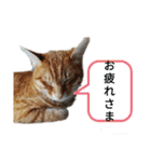 ふうきん②（個別スタンプ：11）