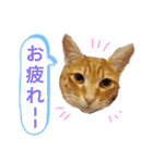 ふうきん②（個別スタンプ：12）
