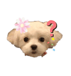 ココマルチ（個別スタンプ：6）