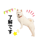 ペルシアングラム（個別スタンプ：4）