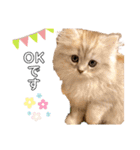 ペルシアングラム（個別スタンプ：9）