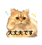 ペルシアングラム（個別スタンプ：16）